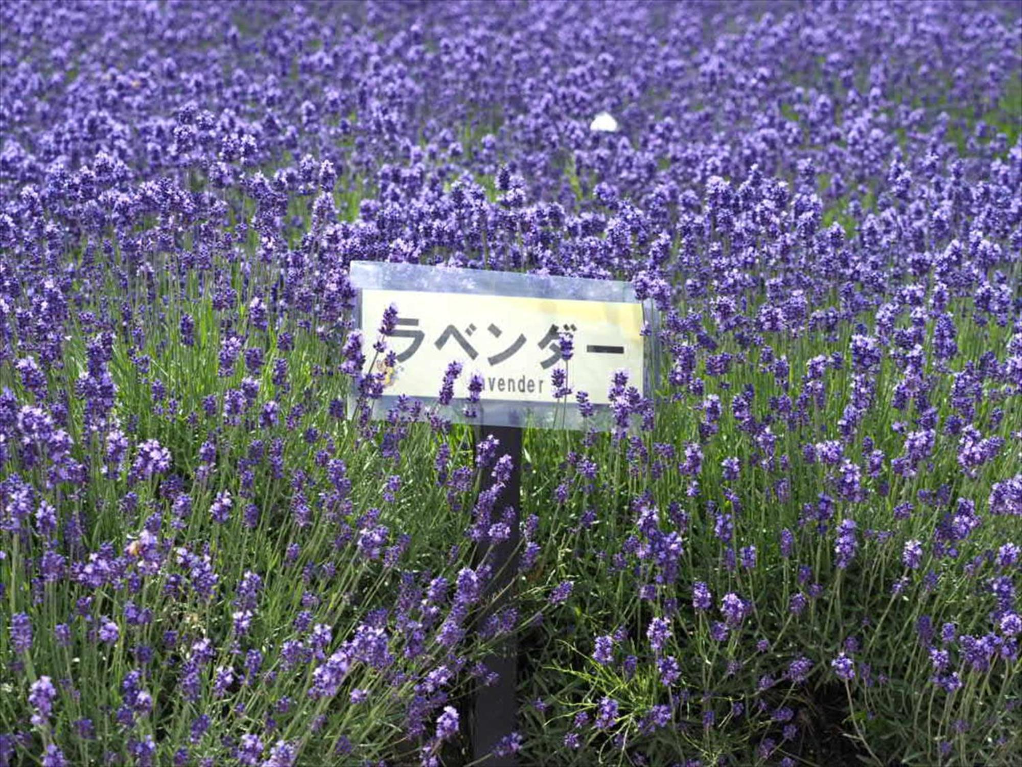 Villa Jadan House NakaNakafurano Esterno foto
